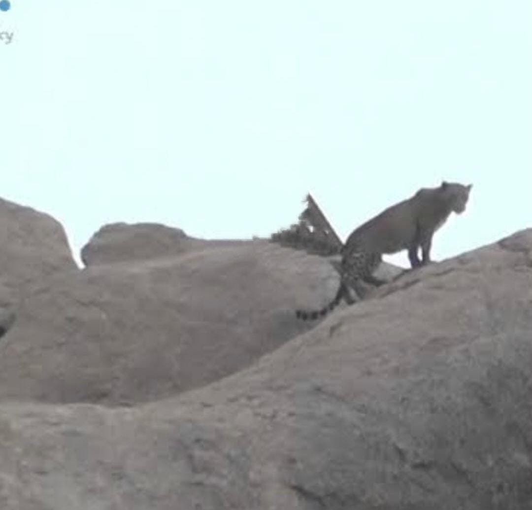 సంగారెడ్డి జిల్లా లో చిరుత సంచారం